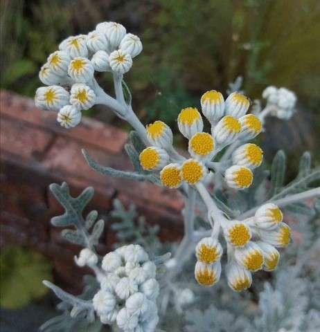 Cinéraire maritime en fleur