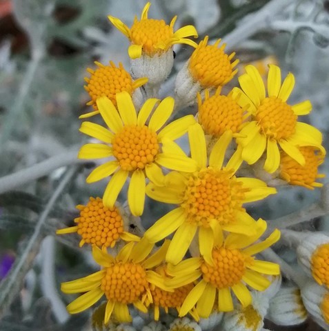 Fleurs de cinéraire maritime