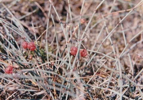 Fruits de l'éphèdre distique