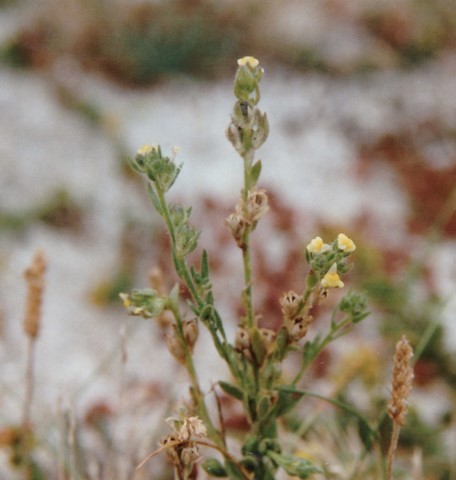 Linaire des sables en fleur