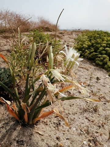 Lis maritime en fleur