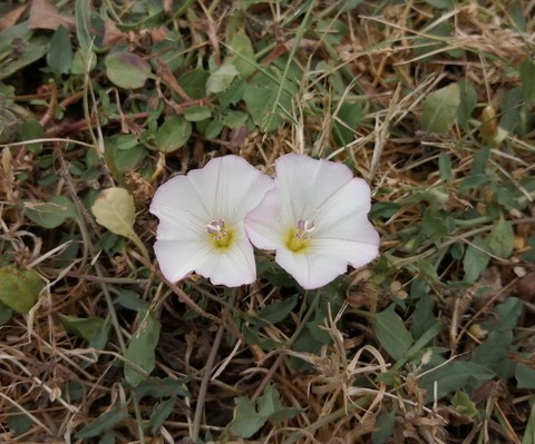 Liseron des champs en fleur