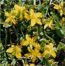 Millepertuis couché en fleur