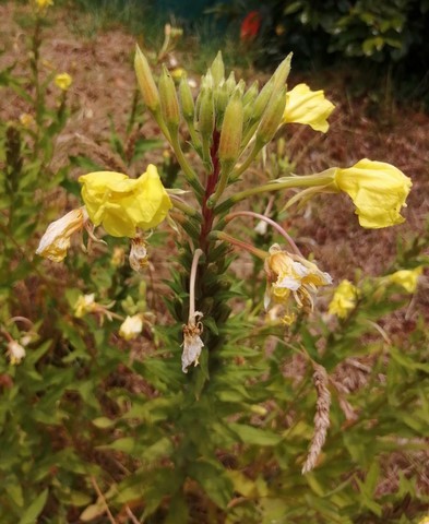 onagre bisanuelle en fleur