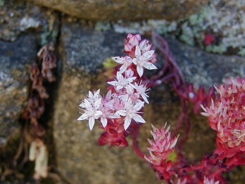 Orpin d'Angleterre en fleur