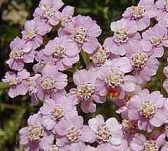 fleurs roses d'achillée millefeuilles