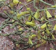 Asperge prostrée