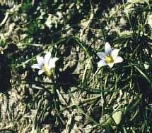 Crocus des sables