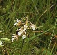 Epipactis des marais