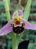 Ophrys abeille