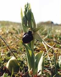 Ophrys araignée