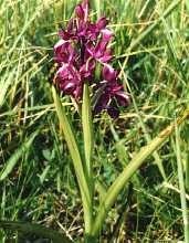 Orchis à larges feuilles