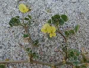 Trèfle à petites fleurs