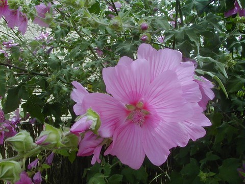 Lavatère arborescente en fleur