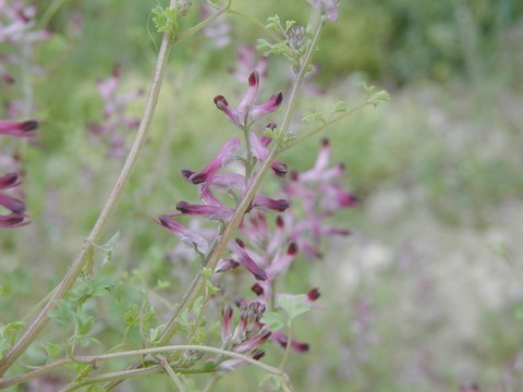 Fumeterre officinale en fleur