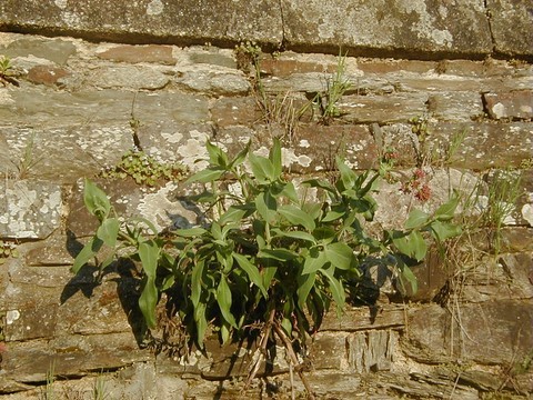 Valériane des jardins sur un mur
