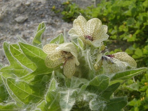 Jusquiame noire en fleur