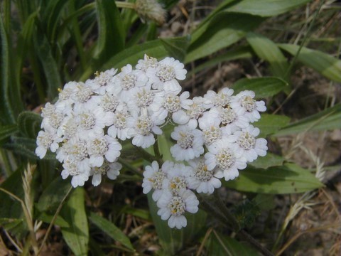 Détail de fleurs d'achillée millefeuilles