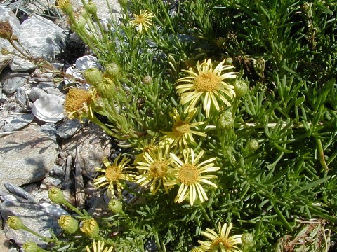 Inule perce-pierres en fleur