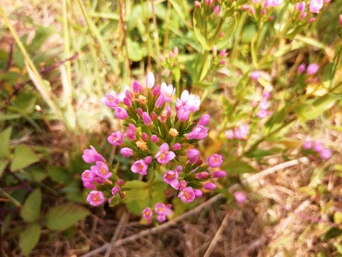 Petite centaurée du littoral en fleur