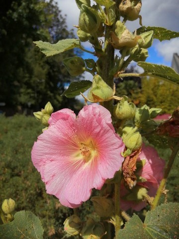 Rose trémière en fleur