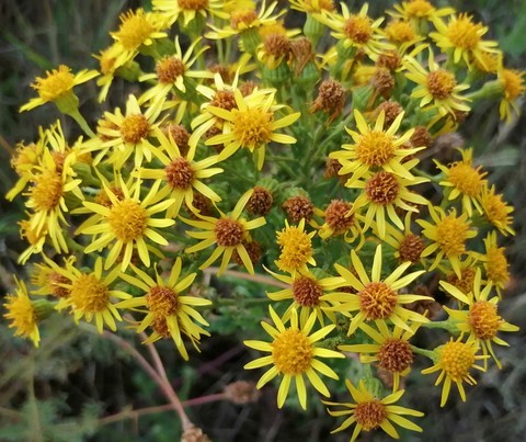 Séneçon jacobée en fleur