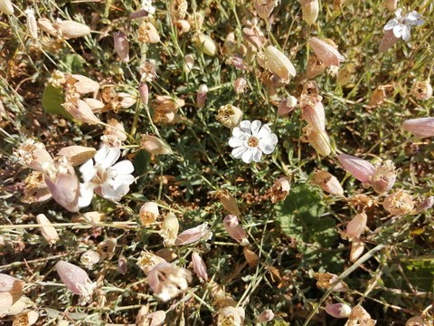 Fleur de silène maritime