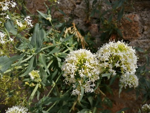 valériane des jardins à fleurs blanches