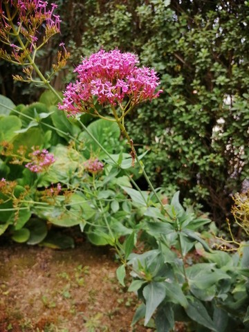 Valériane des jardins en fleur