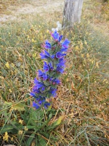 Vipérine commune en fleur