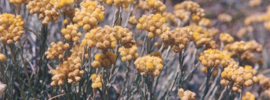 IMMORTELLE.jpg