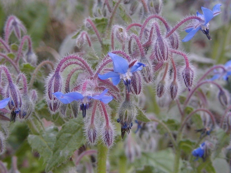 bourrache officinale en fleur bourrache officinale en fleur