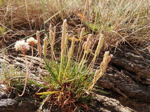 Plaintain corne de cerf