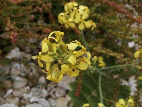 Ravenelle maritime en fleur